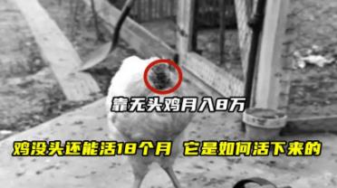 麦克无头公鸡之谜，被斩掉头的无头公鸡竟活18个月/原因