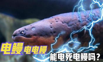 能够放电的一种海洋生物，它们身上的电，能够把自己电死吗？